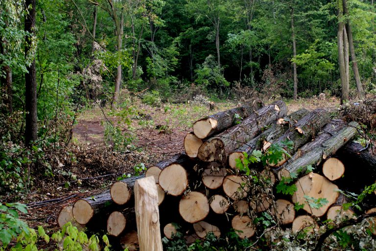 Військова прокуратура на Хмельниччині займається незаконною вирубкою лісу - фото 2