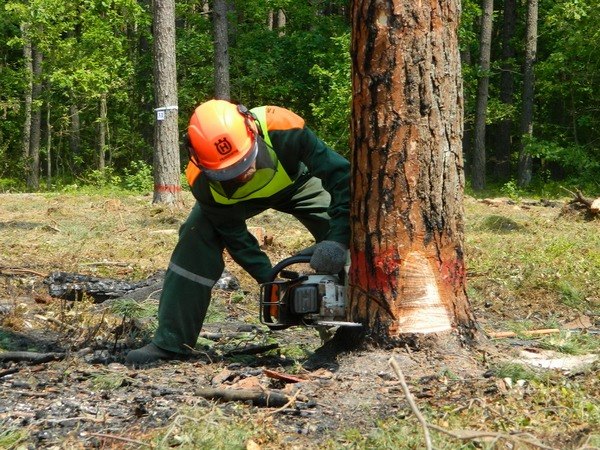 Управління Держпраці: лісовим господарствам Хмельниччини необхідно посилити контроль за станом охорони праці