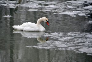 A swan swims on the frozen Ada Ciganlija Lake in Belgrade on February 5, 2012. In Serbia, almost 70,000 people are still cut off from their villages and 32 municipalities have declared state of emergency, mostly in the south and southwest of the country. So far, nine people have died of cold in the country.  AFP PHOTO / ANDREJ ISAKOVIC (Photo credit should read ANDREJ ISAKOVIC/AFP/Getty Images)