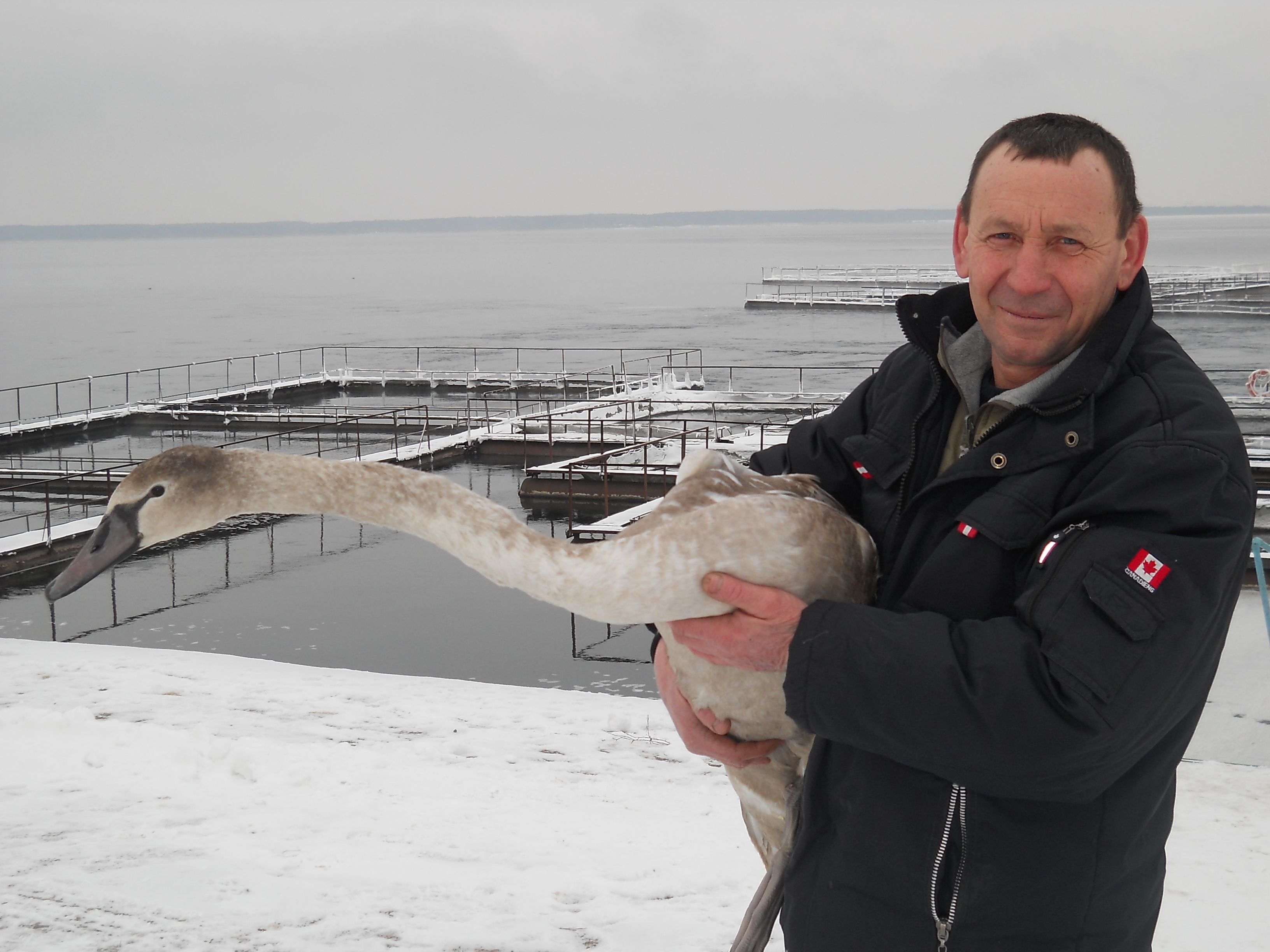 Водосховище Хмельницької АЕС – зимовий курорт для лебедів